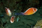 Amphiprion perideraion-Wakatobi Pasar wajo jetty-17m-20180602-Denis-ADER-DSC_3316_tn